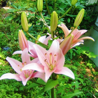 ASIAN LILY