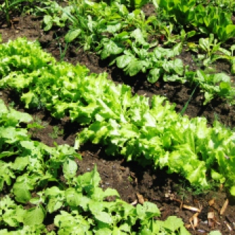 LETTUCES AT COUNTY