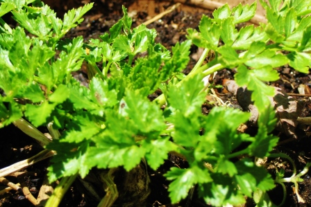 PARSLEY FROM LAST YEAR